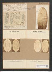 Surirella gemma Ehr. (de-Toni-Nr.: Genus 53, Species 2247) Zeichnungen Sammlung Grunow Nr. 4678 (NHMW-BOT-W0372749)